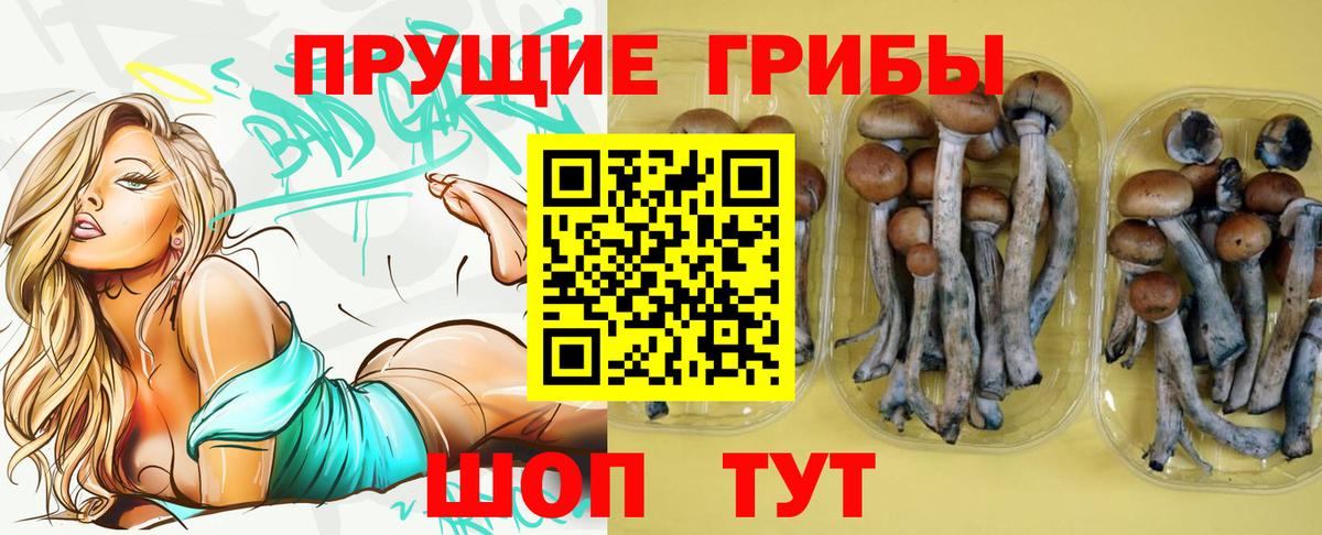 Губкин  наркотики  Вход с VPN  Галлюциногенные грибы Psilocybine cubensis  Галлюциногенные грибы GOLDEN TEACHER 